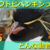 イワトビペンギンの生態を解説！名前の由来や寿命についてなど詳しく紹介！